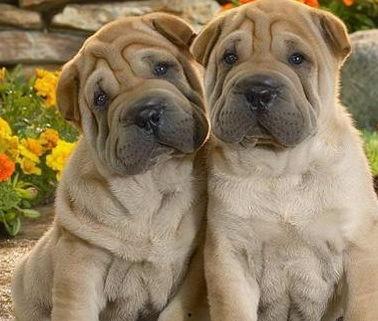 亚洲成年沙皮狗视频,探寻古老犬种的独特魅力